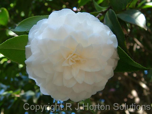 Camelia Margarite Hertrich